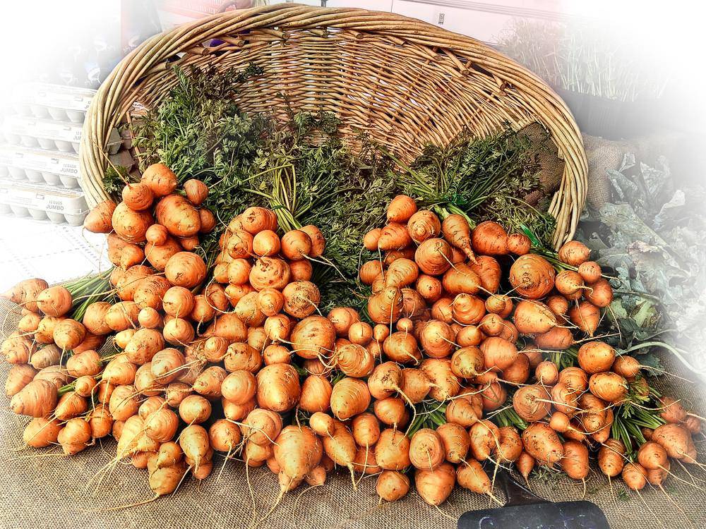 Farm Hand Seeds Parisian Carrot