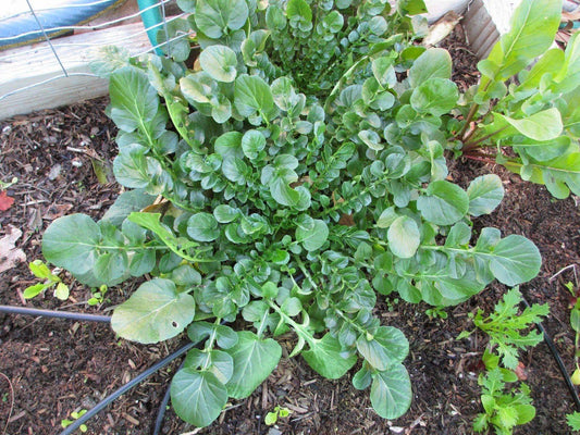 Upland Watercress