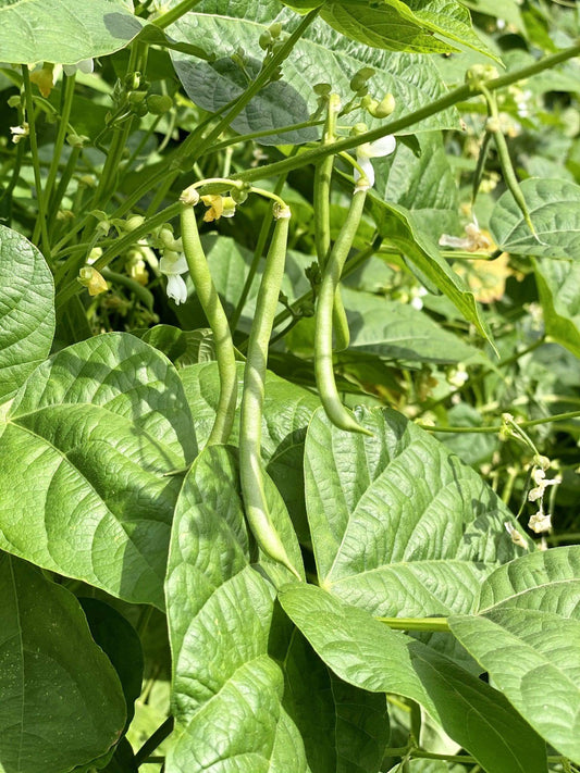 Blue Lake Pole Beans