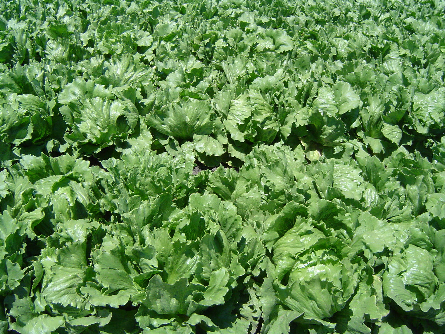 Farm.hand.seeds Crisphead new york 12