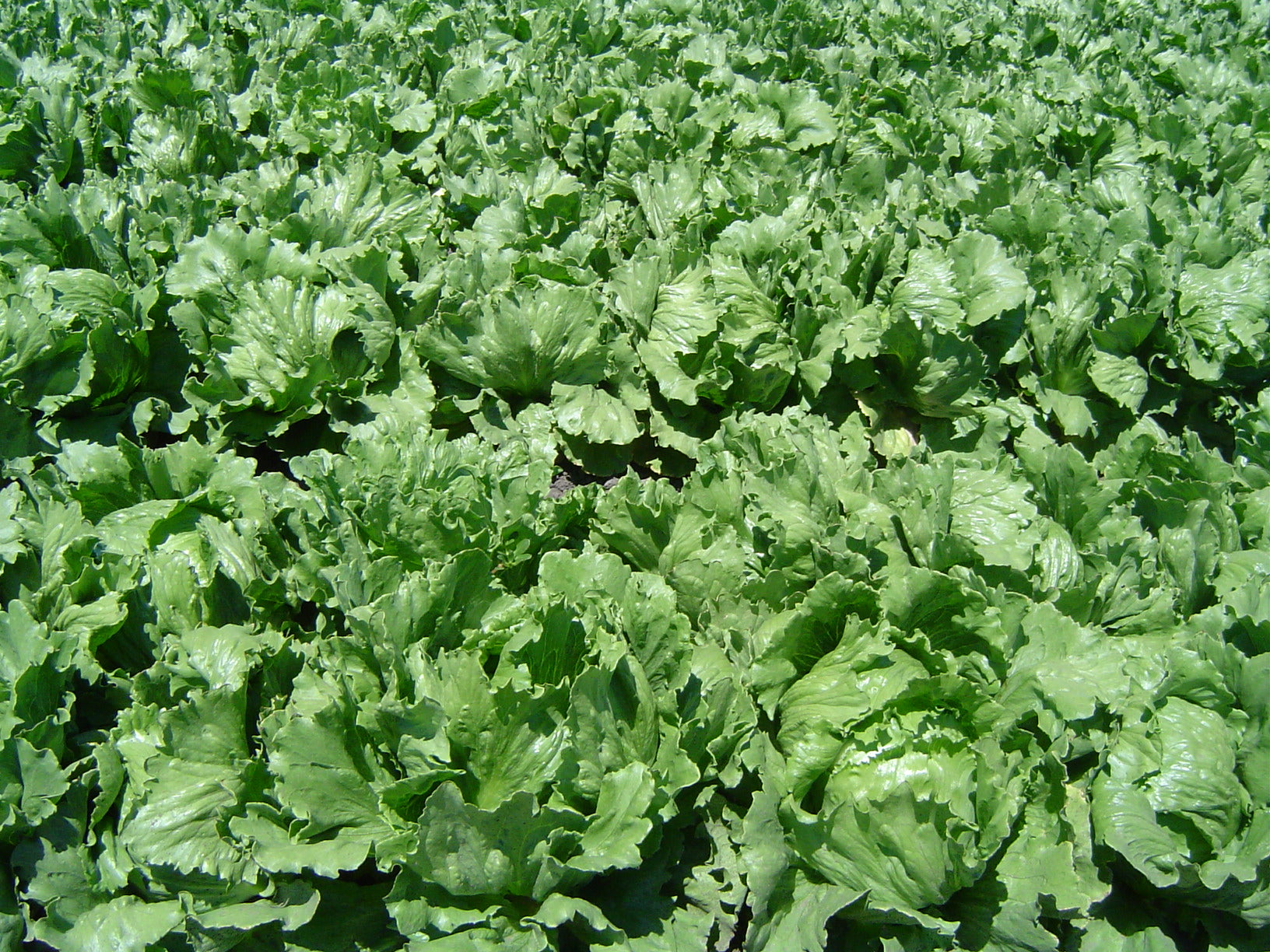 Farm.hand.seeds Crisphead new york 12