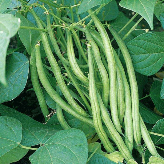 Tender green bush bean