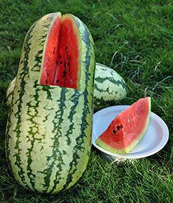 Farm.hand.seeds Jubilee Heirloom Watermelon