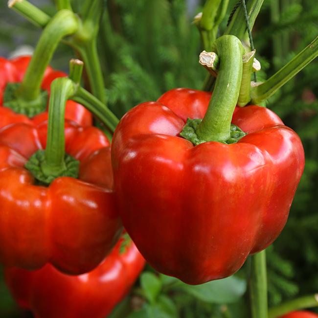 Farm.hand.seeds King of the north pepper
