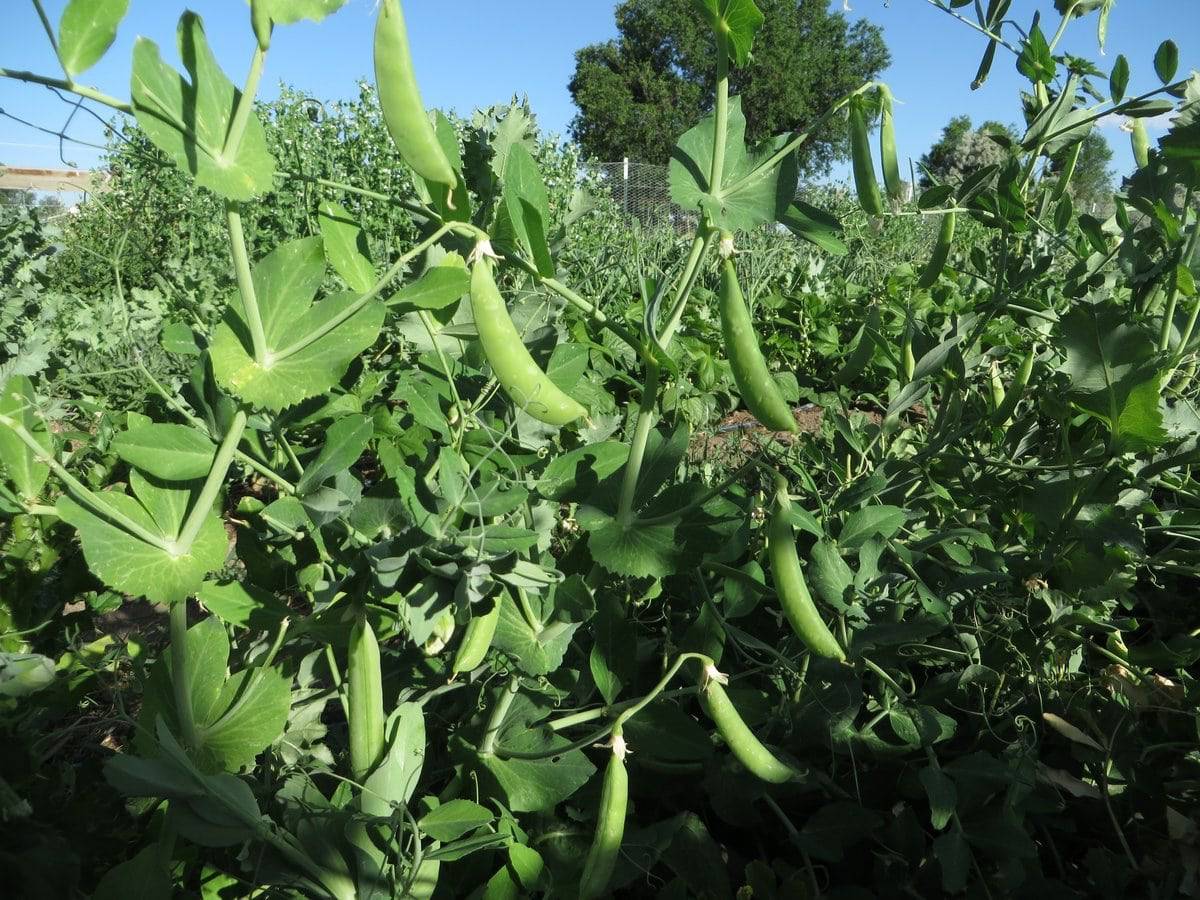 farm hand seeds Thomas Laxton English Pea