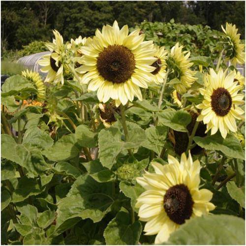 farm hand seeds Lemon Queen Sunflower