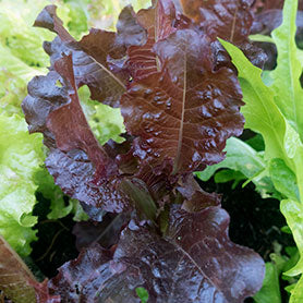 Red oak leaf lettuce