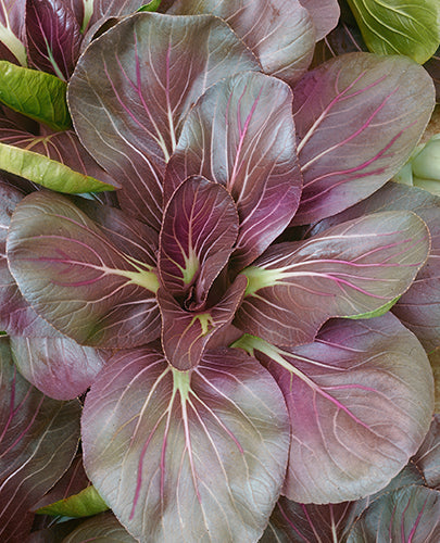 farm hand seeds Pink Plume Celery 