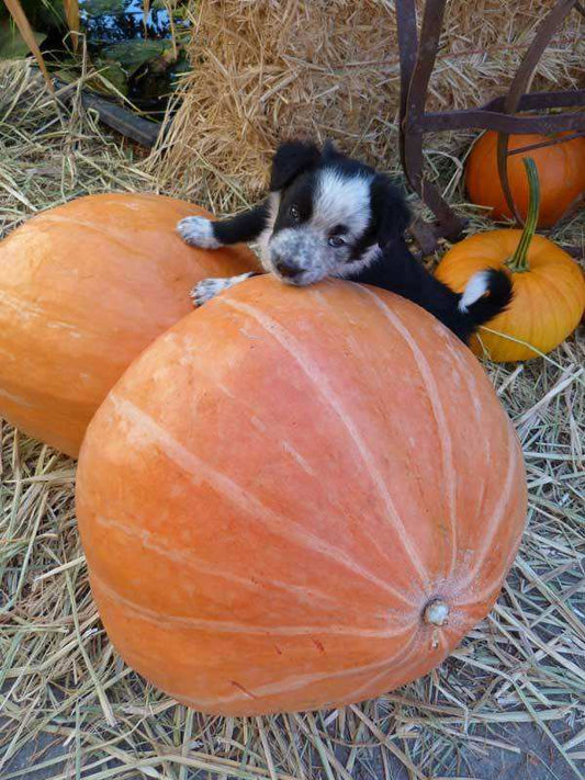 Mammoth Gold Pumpkin