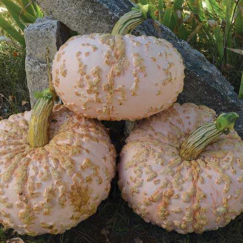 farm hand seeds Marina Di Chioggia