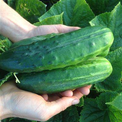 Farm.hand.seeds Marketmore 76 Cucumber