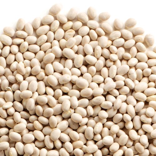 Navy bean seeds