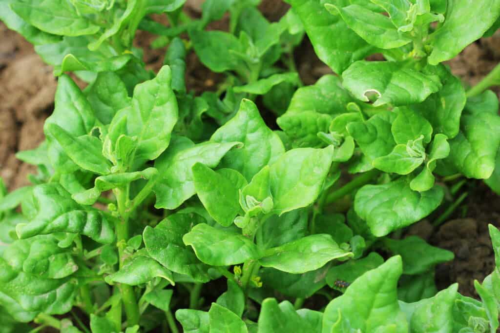 farm hand seeds New Zealand Spinach