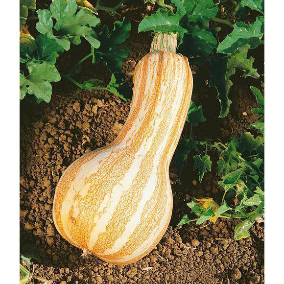Farm.hand.seeds Orange Striped Cushaw