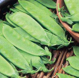 Oregon Giant (Snow Pea)