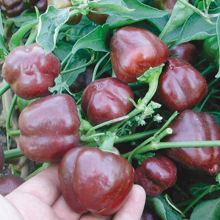 farm hand seeds Mini Chocolate Bell Pepper