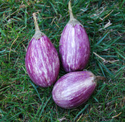 Pandora striped eggplant