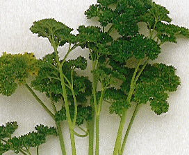 Evergreen parsley