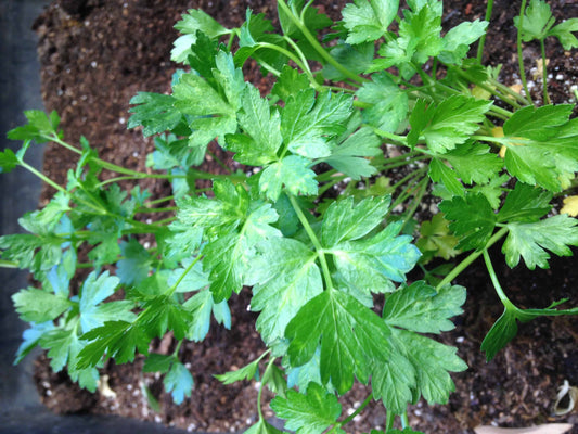 Plain flat single curled parsley