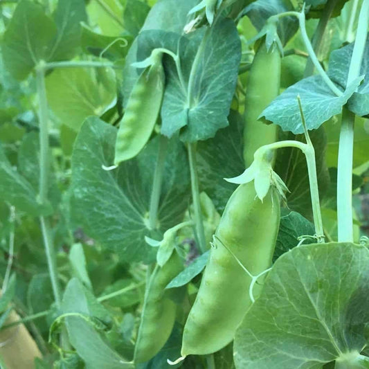 Mammoth melting snow pea