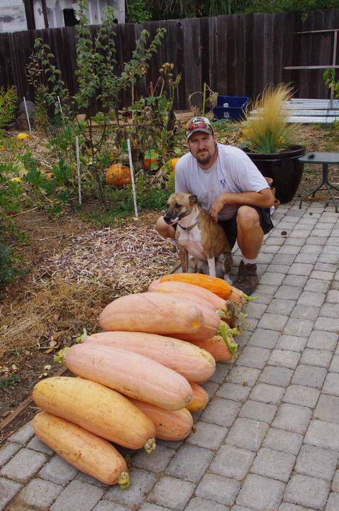 Farm.hand.seeds Pink Banana