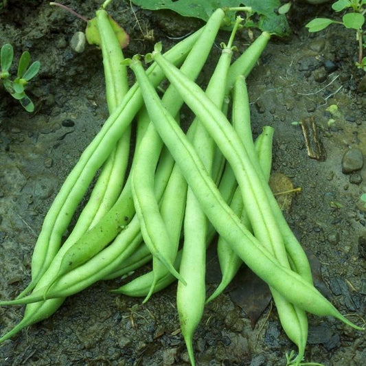 Provider green bush bean