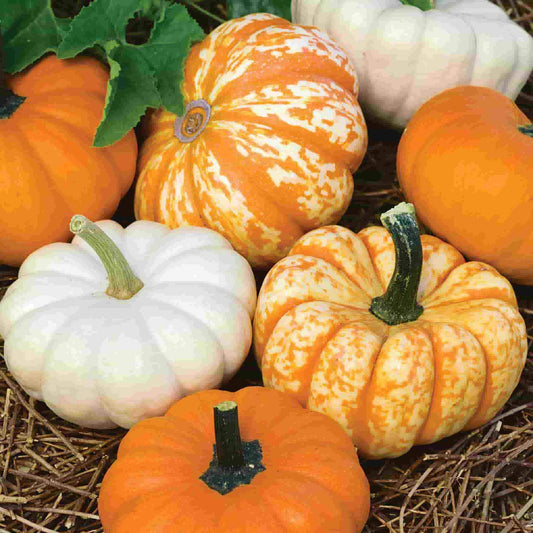 Mini pumpkin mix pack