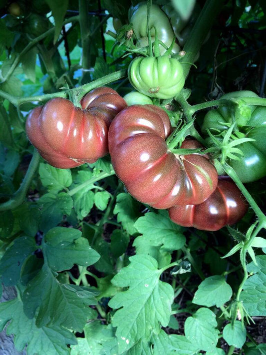 Farm.hand.seeds Purple Calabash