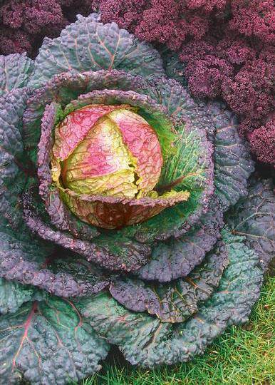 Purple Savory Heirloom Cabbage - Premium {PRODUCTsweet cornPurple Savory Heirloom Cabbage_TYPE} from Farm.hand.seeds - Just $2.69! Shop now at Farm.hand.seeds