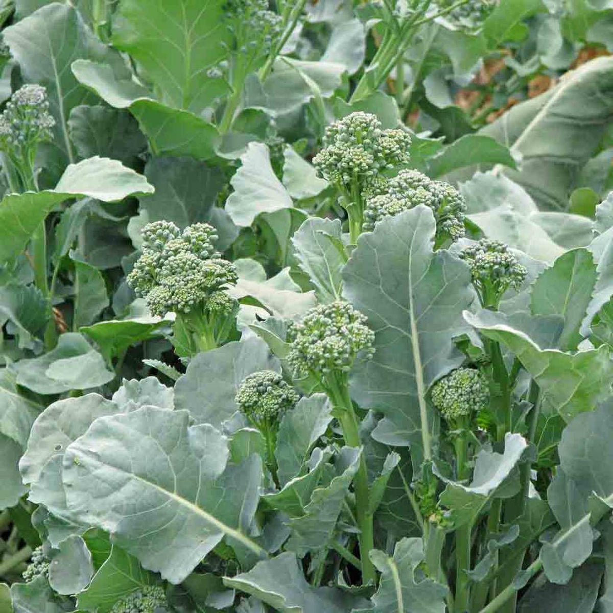 Broccoli Rabe Club Early Fall Broccoli Rabe Seeds - Heirloom Non-GMO | Farm Hand Seeds ...