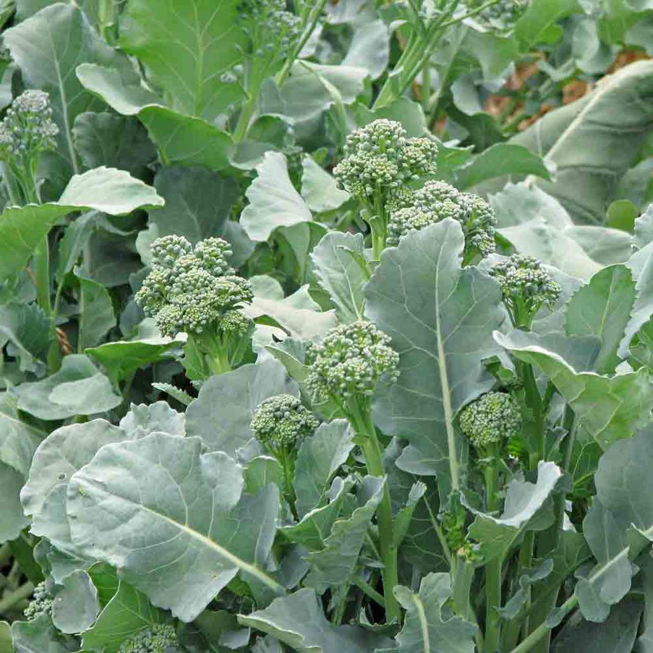Farm.hand.seeds Early Fall Broccoli Rabe