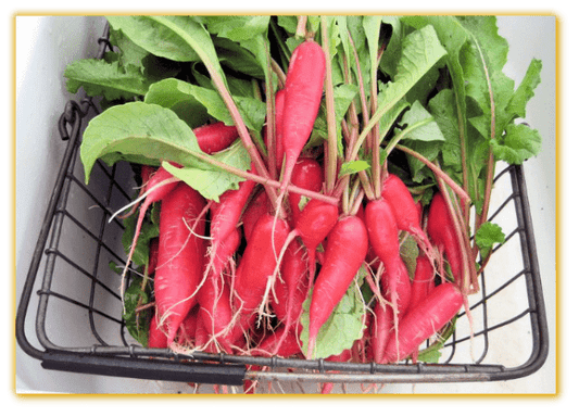 Red bartender radish