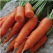 Farm.hand.seeds Chantenay Red Cored Carrot