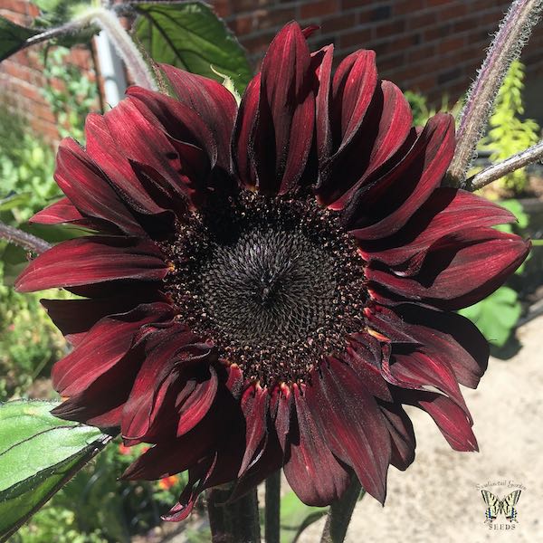 Red wave sunflower - Premium {PRODUCTsweet cornRed wave sunflower_TYPE} from farm hand seeds - Just $2.89! Shop now at Farm.hand.seeds