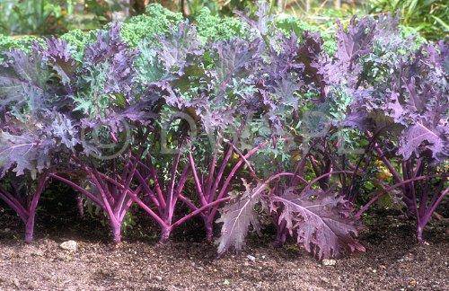 Red Russian Kale