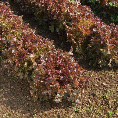 Farm.hand.seeds Salad Bowl Red