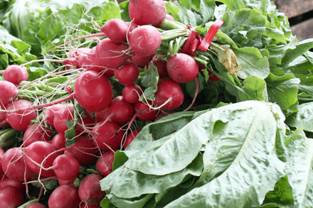 Red Top Radish