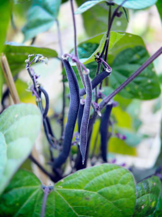 Royal Burgundy Purple Green Bean - Premium {PRODUCTsweet cornRoyal Burgundy Purple Green Bean_TYPE} from Farm.hand.seeds - Just $2.59! Shop now at Farm.hand.seeds