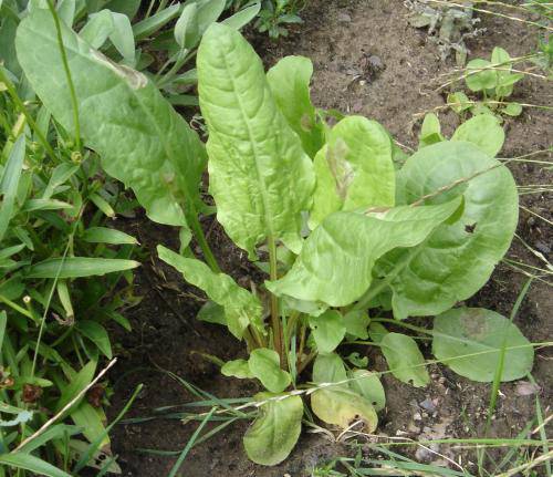 Farm.hand.seeds Sorrel