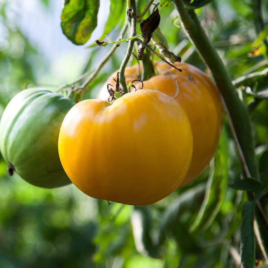 farm hand seeds Yellow Brandywine Heirloom Tomato