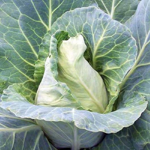 farm hand seeds Charleston Wakefield Cabbage