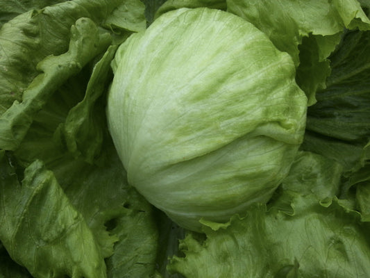 Salinas crisphead iceberg lettuce