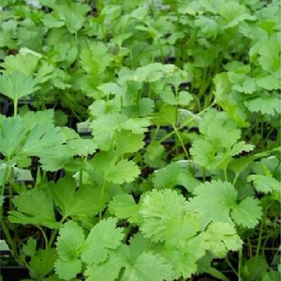 Santo heirloom cilantro - Premium {PRODUCTsweet cornSanto heirloom cilantro_TYPE} from Farm.hand.seeds - Just $2.79! Shop now at Farm.hand.seeds