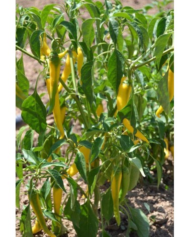 Farm Hand Seeds Golden cayenne pepper