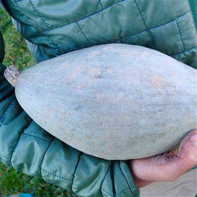 Farm Hand Seeds Sibley Winter Squash 