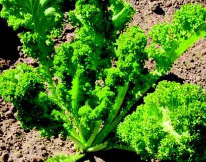 Giant Southern Curled Mustard Green