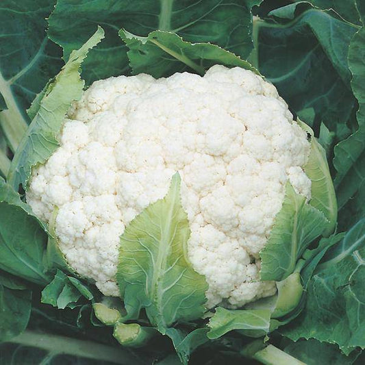 Snowball Improved Cauliflower