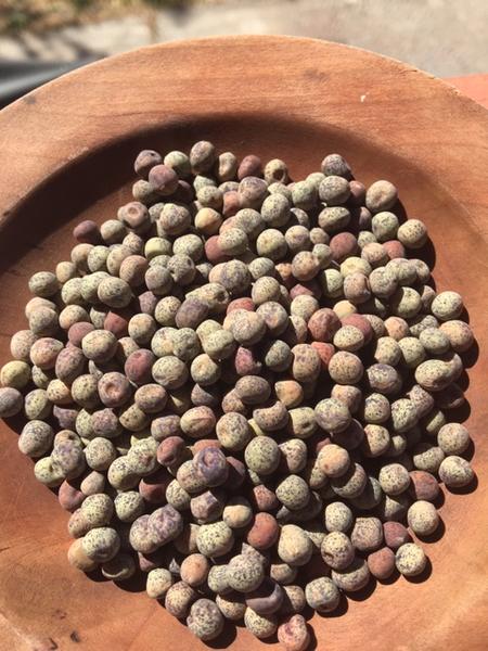 beyond organic seeds Pink Plume Celery 