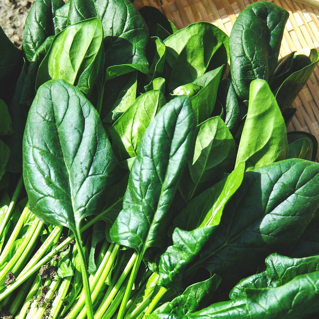 Farm.hand.seeds America spinach