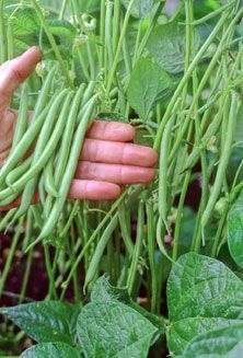 Farm.hand.seeds Pink Plume Celery 